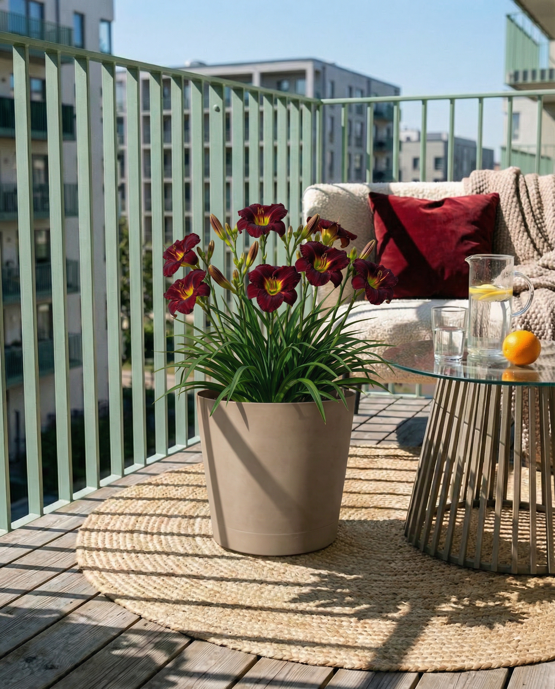 Hemerocallis (weinrot)