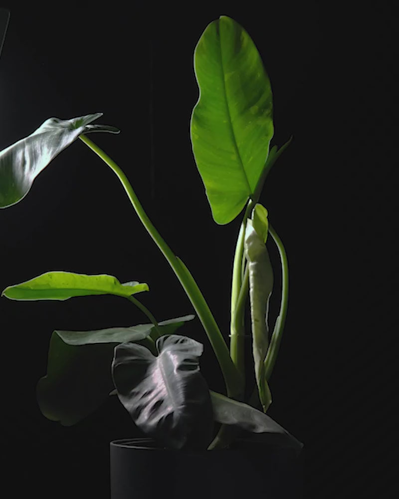 Detailaufnahmen eines sich drehenden Philodendron jose buono in dunklem feey Kunststofftopf vor schwarzem Hintergrund