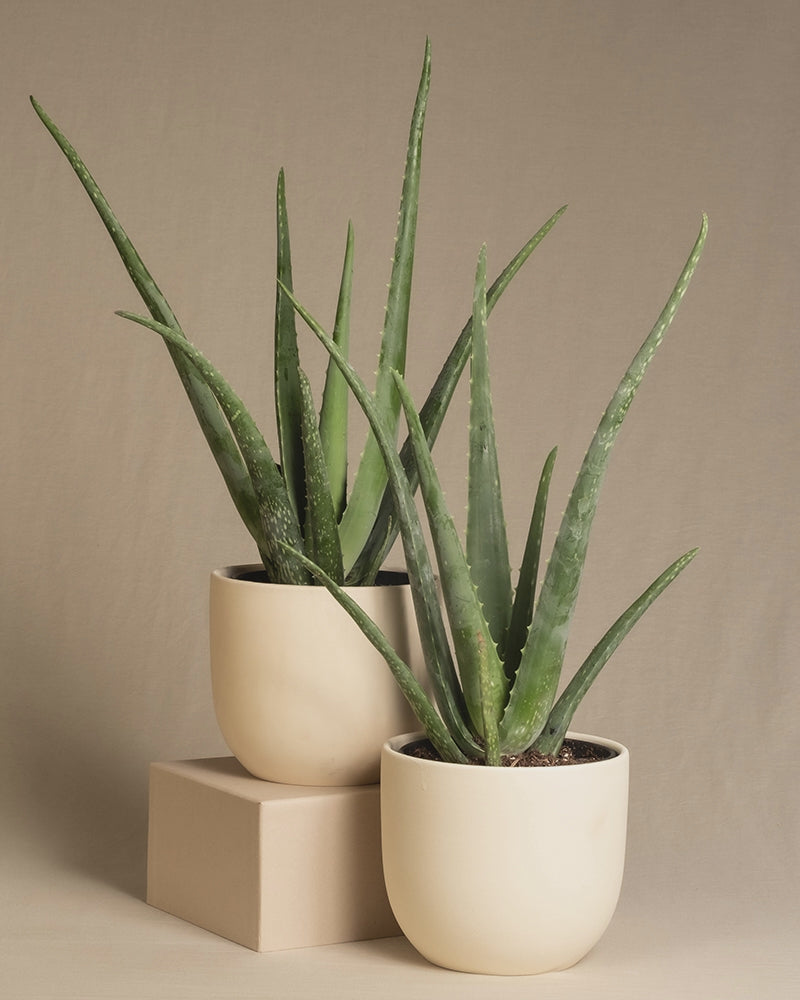 Zwei Aloe Veras in Keramiktöpfen mit den Farben Beige, Anthrazit und Hellgrau auf beigem Hintergrund.