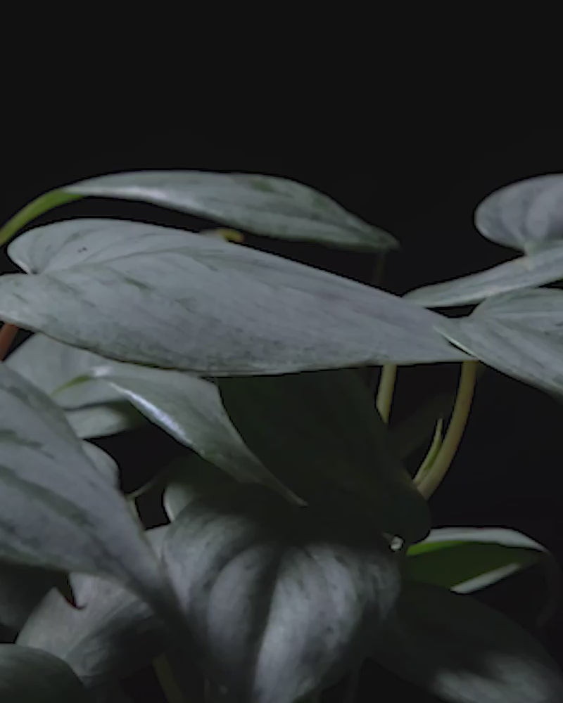 Detailaufnahme von sich drehendem Philodendron sodiroi vor schwarzem Hintergrund.