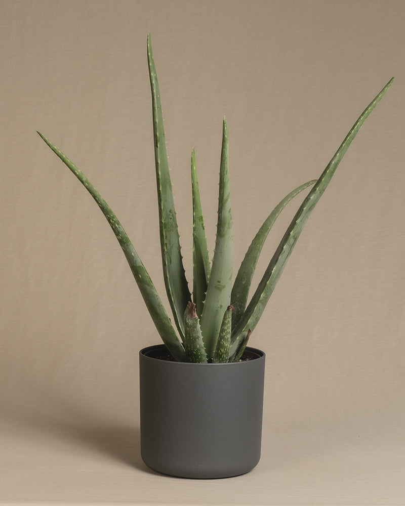 Aloe Vera in Soft Töpfen mit den Farben Anthrazit, Grün, Rosa  und Weiss.