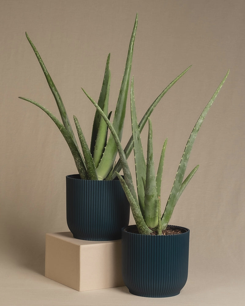 Zwei Aloe Veras in Vibes Töpfen mit den Farben Blau, Mint, Gelb und Weiss auf beigem Hintergrund.