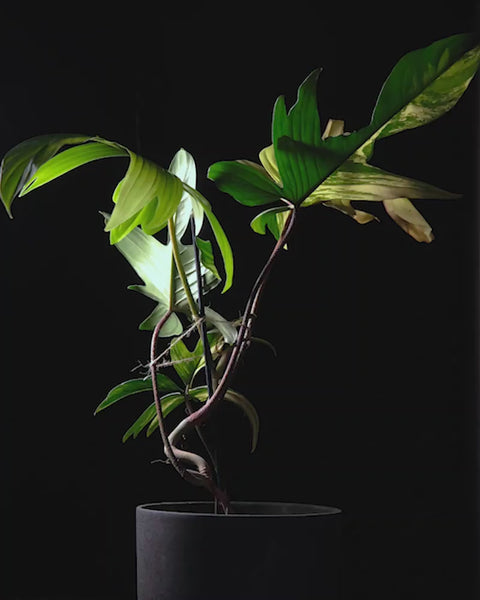 Sich drehender Philodendron florida beauty in dunklem feey Keramiktopf vor schwarzem Hintergrund