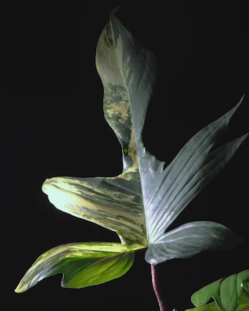 Detailaufnahmen eines sich drehenden Philodendron florida beauty in dunklem feey Keramiktopf vor schwarzem Hintergrund