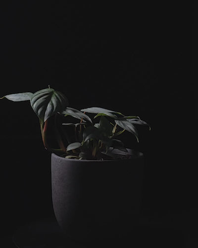 Sich drehender Philodendron sodiroi in dunklem feey Keramiktopf vor schwarzem Hintergrund.