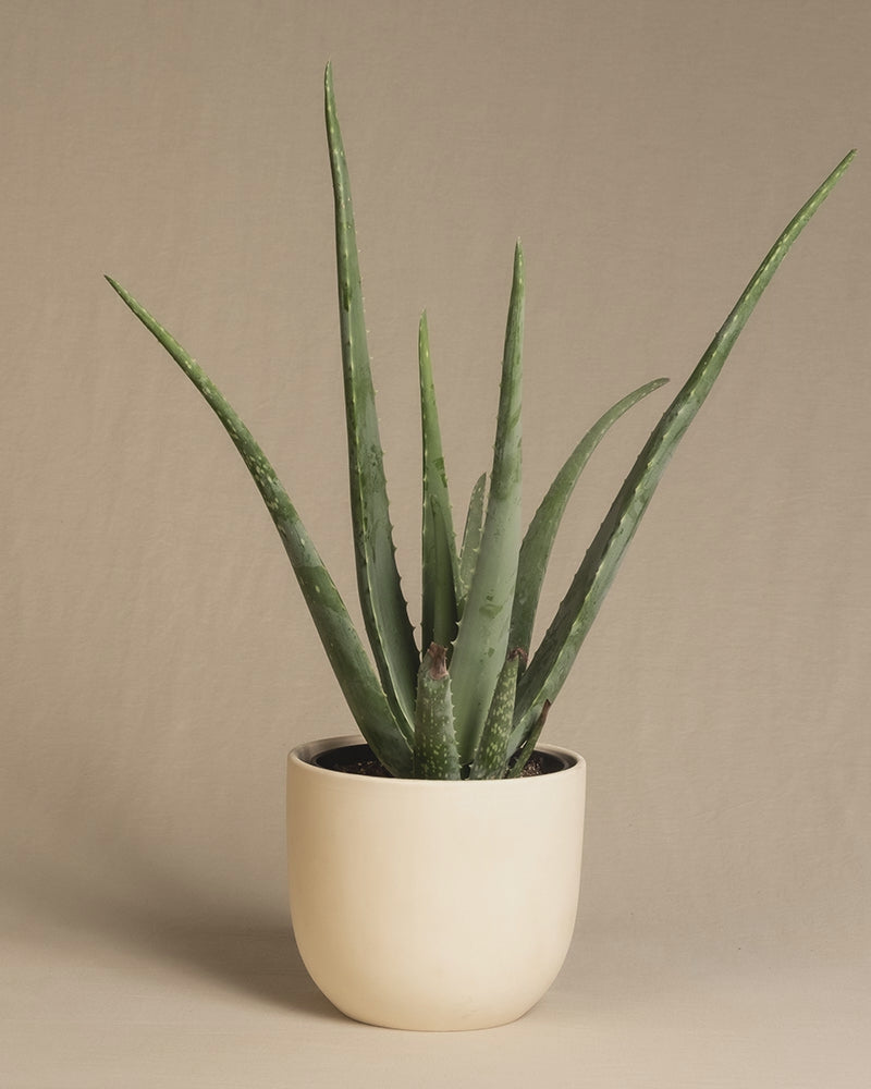 Aloe Vera in Keramiktöpfen mit den Farben Beige, Anthrazit und Hellgrau .