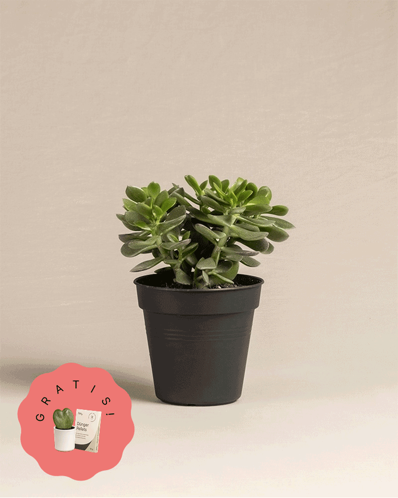 Kleine Überraschungspflanze (+Geschenk)