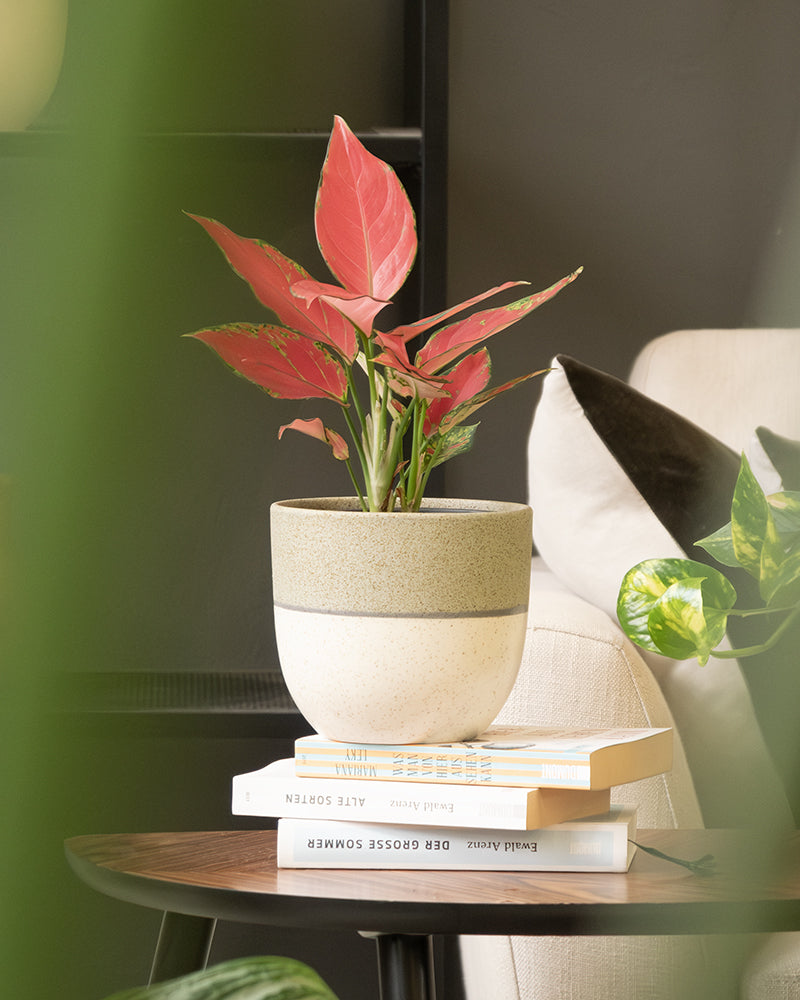 Eine handgefertigte rosa Aglaonema-Pflanze in einem beigen Topf steht auf einem Holztisch, der auf drei gestapelten Büchern platziert ist. Im Hintergrund sind ein gepolsterter Sessel, ein Kissen und die grünen Blätter einer anderen Pflanze zu sehen, die mit einer Reihe von Keramik-Topfsets „Variado“ (2 × 18, 2 × 14) eine gemütliche Innenatmosphäre schaffen.