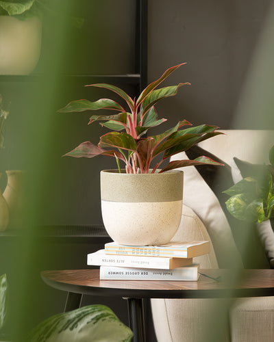 Eine Topfpflanze mit breiten grünen und rosa Blättern, untergebracht in einem Keramik-Topfset 'Variado' (2 × 16, 7), steht auf einem Stapel Bücher auf einem Holztisch. Die Szenerie wirkt wie im Innenbereich mit einem cremefarbenen Stuhl und anderen Zimmerpflanzen im Hintergrund. Umrahmendes Grün verleiht der gemütlichen Szene einen Hauch von Natur.