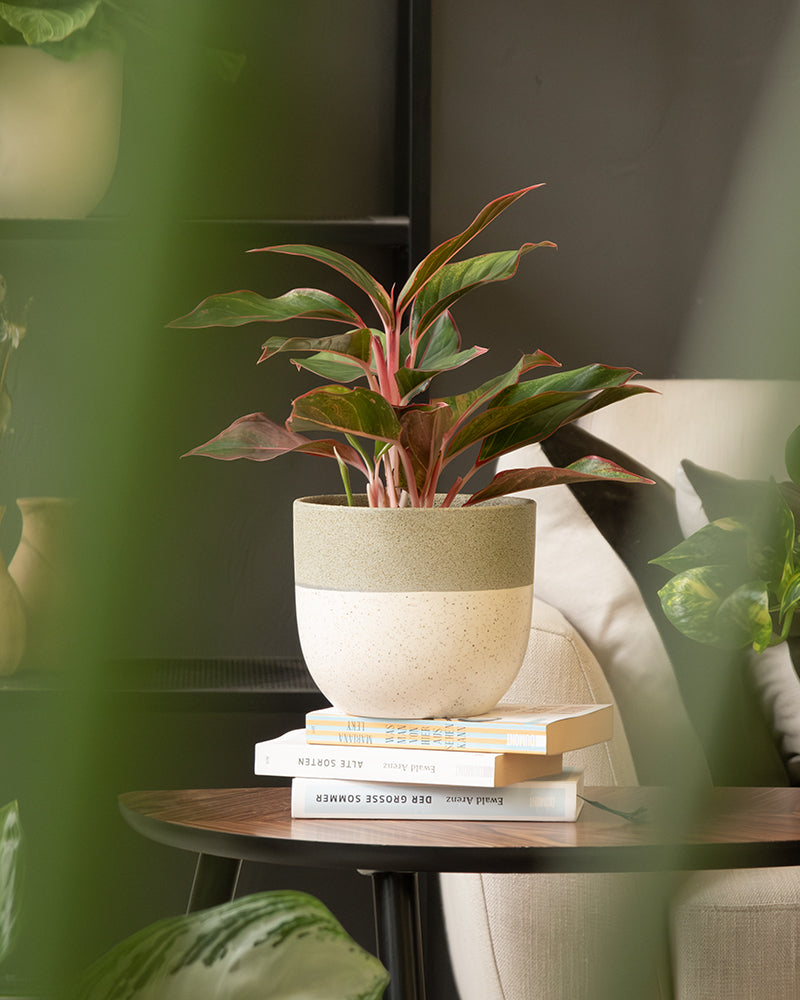 Eine Topfpflanze mit grünen und rosa Blättern steht in einem Keramik-Topfset „Variado“ (22, 16, 14) auf einem Stapel Bücher auf einem Holztisch. Der Hintergrund besteht aus einem cremefarbenen Stuhl und etwas verschwommenem Grün, was eine gemütliche und ruhige Atmosphäre schafft.