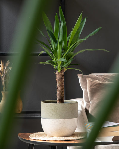 Auf einem runden Holztisch steht eine Topfpflanze mit leuchtend grünen Blättern. Das Keramik Topfset 'Variado' (2 × 18, 7) ist zweifarbig mit hellen und dunklen Beige-Abschnitten. Im Hintergrund steht eine beige Couch mit Plüschkissen, ein kleines Regal und eine Vase mit Trockenblumen. Im Vordergrund sind einige grüne Blätter verschwommen.
