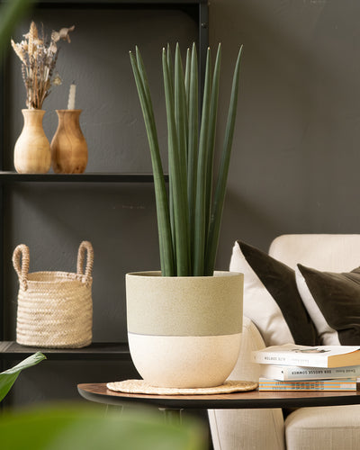 Eine große, grüne Zimmerpflanze in einem Keramik-Topfset 'Variado' (22, 16, 14) steht auf einem Holztisch mit geflochtener Unterlage. Im Hintergrund sind ein beiges Sofa mit dunklen Kissen, ein schwarzes Regal mit dekorativen Holzvasen und ein geflochtener Korb zu sehen. Neben der Pflanze liegt ein Stapel Bücher.