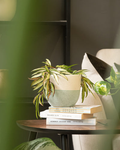 Eine Topfpflanze mit bunten grünen und cremefarbenen Blättern, eingebettet in einem der eleganten Keramik-Topfsets 'Variado' (22, 14), steht auf einem kleinen Bücherstapel auf einem Holztisch. Die gemütliche, moderne Inneneinrichtung besteht aus einem beigen Stuhl und einer weiteren bunten Zimmerpflanze im Hintergrund. Weiche grüne Blätter rahmen das Bild ein.