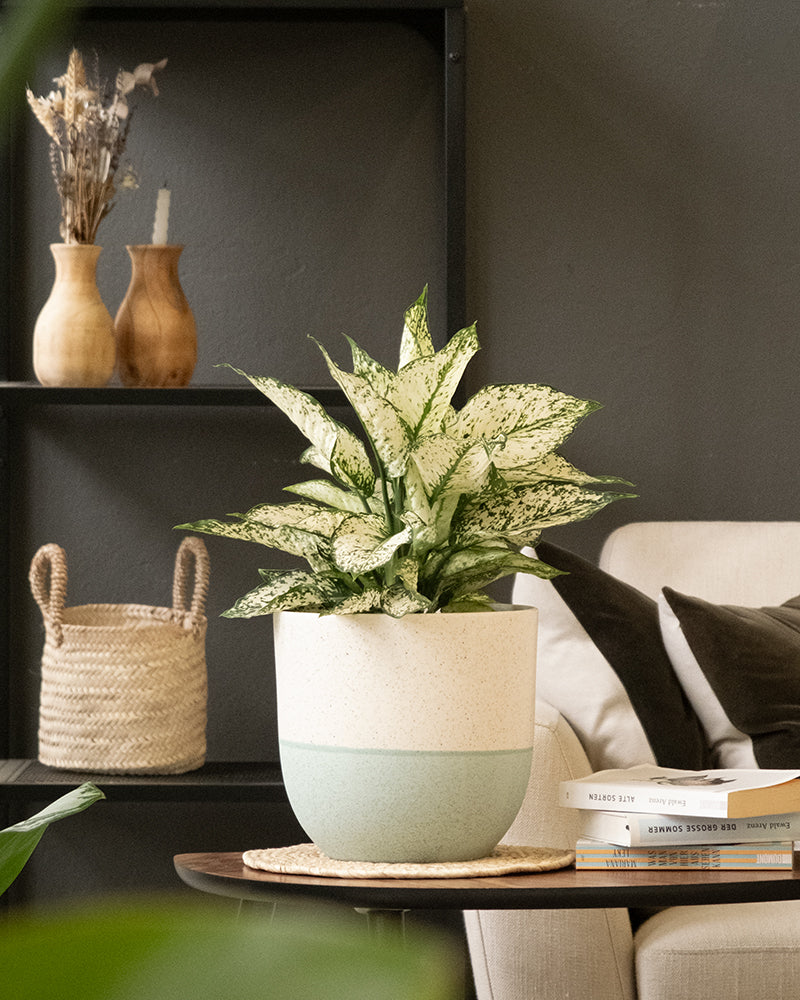 Eine grün-weiß panaschierte Zimmerpflanze in einem hellen Keramik-Topf (Variado | 22 cm ⌀) steht auf einem Holztisch. Dahinter befindet sich ein dunkles Regal mit zwei Vasen und Trockenblumen sowie einem geflochtenen Korb. Rechts steht ein beiges Sofa mit ein paar Büchern an einer grauen Wand.