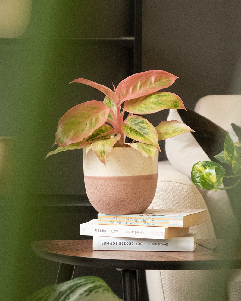 Eine Topfpflanze mit großen, rosa und grünen Blättern steht auf einem Stapel Bücher auf einem Holztisch. Im Hintergrund sind ein cremefarbener Stuhl und ein dunkles Regal zu sehen, rechts ist eine weitere Pflanze teilweise zu sehen. Die Umgebung wirkt ruhig und gemütlich und zeigt einen Teil eines schönen Keramik-Topfes (Variado | 14 cm ⌀).