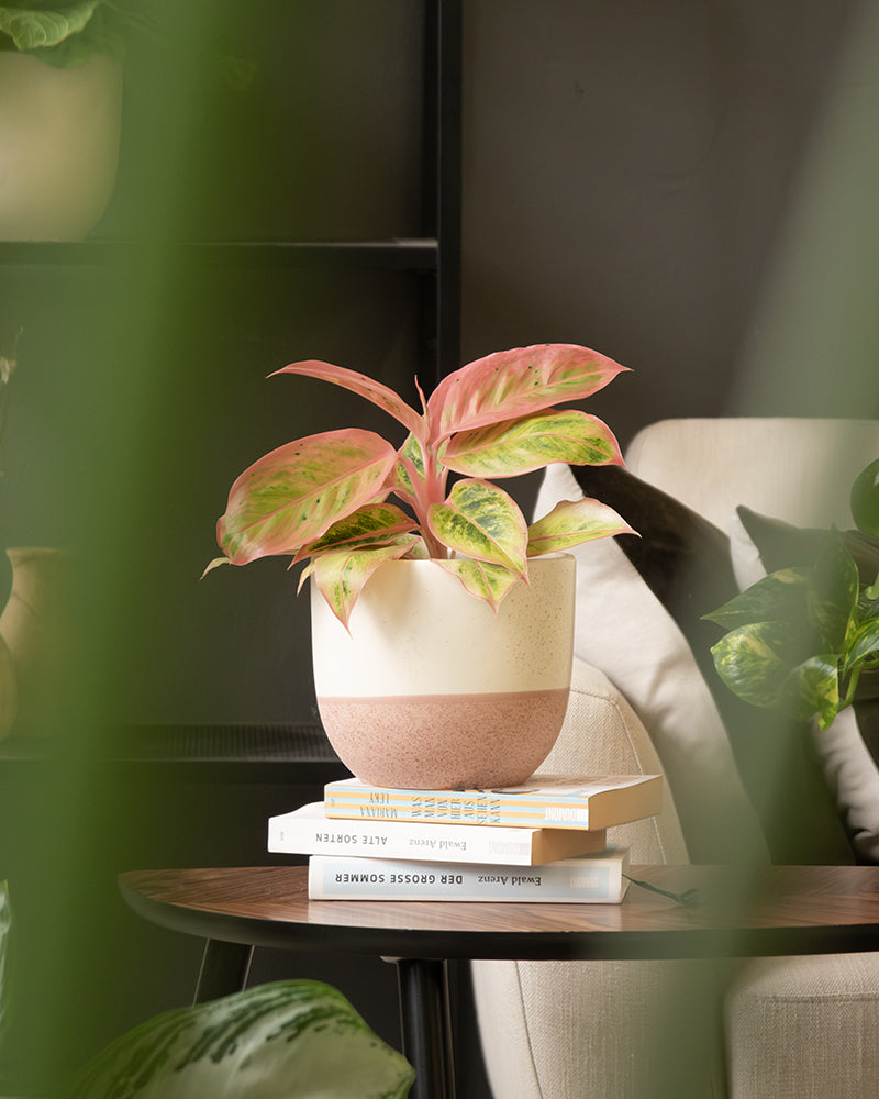 Eine blattreiche, rosa-grüne Topfpflanze in einem Keramik-Topfset 'Variado' (22, 16, 14) steht auf drei gestapelten Büchern auf einem Holztisch in einem gemütlichen Raum. Um den Tisch herum stehen weitere Zimmerpflanzen und ein bequemer beigefarbener Stuhl, was eine üppige, einladende Atmosphäre schafft. Die Umgebung scheint drinnen zu sein.