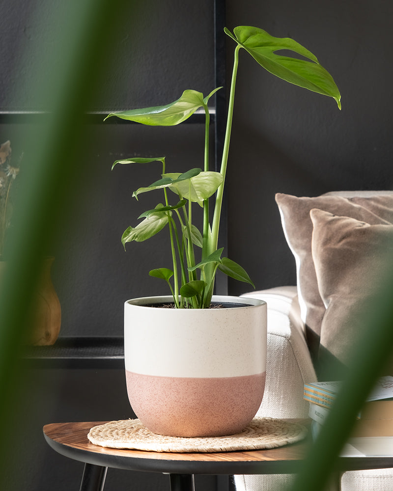 Eine grüne Zimmerpflanze in einem handgefertigten, zweifarbigen weiß-rosa Keramik-Topfset „Variado“ (2 × 18, 7) steht auf einem runden Holztisch. Der Tisch ruht auf einer gewebten Matte neben einem beigefarbenen Sofa mit Polstern und einer dunklen Wand im Hintergrund. Verschwommenes Grün rahmt das Bild ein.