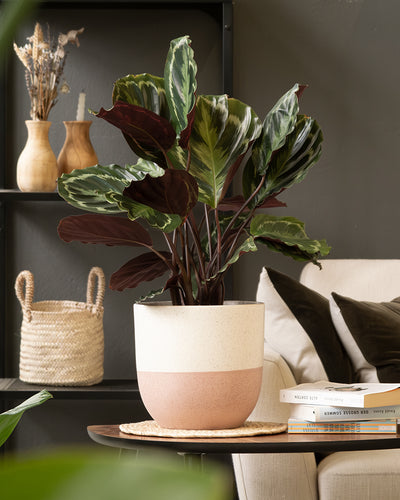Eine üppige Topfpflanze mit großen, bunten grünen und burgunderfarbenen Blättern steht auf einem Holztisch in einem modernen Wohnzimmer. Der weiß-rosa Topf, einer der schönsten Keramik-Topfsets „Variado“ (22, 14), verleiht Eleganz. Dahinter vervollständigen ein beiges Sofa, ein schwarzes Regal mit dekorativen Vasen und ein geflochtener Korb die Szene. Auf dem Tisch sind Bücher gestapelt.