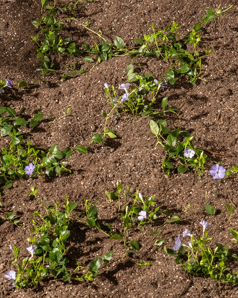 Vinca Minor bundle mit violet Blumen in Erde