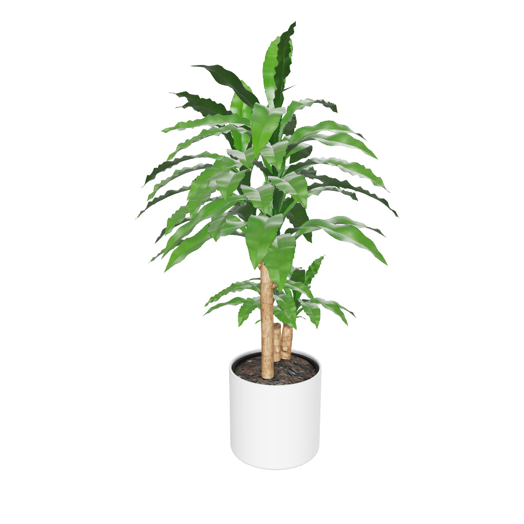 Grosser Drachenbaum