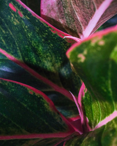 Nahaufnahme von Aglaonema Jungle Red Blättern mit grünen Schattierungen und pink-roten Blatträndern
