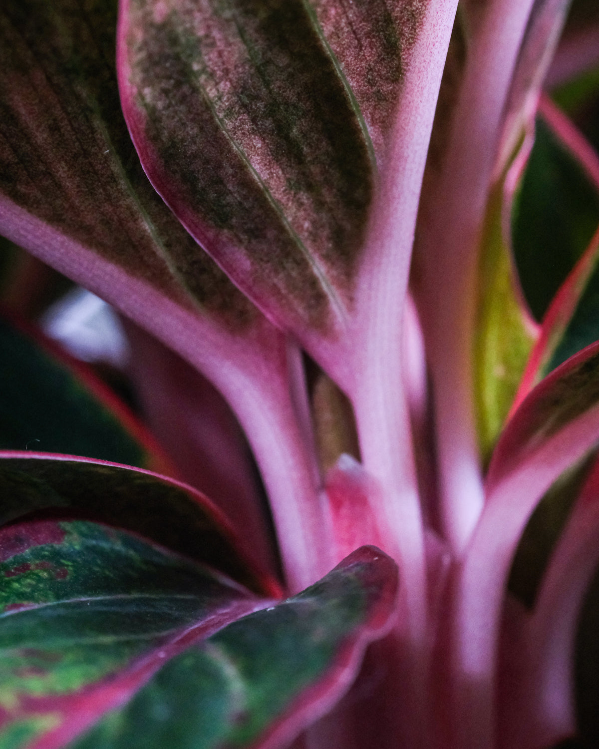 Nahaufnahme von Aglaonema Jungle Red Blättern und ihren pink-roten Details