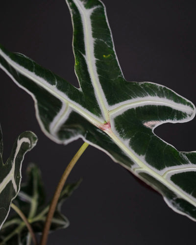 Grünes Blatt einer Alocasia sanderiana ‘Nobilis’ mit weissen Blattadern.