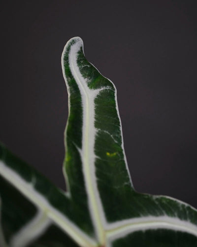 Grünes Blatt einer Alocasia sanderiana ‘Nobilis’ mit weissen Blattadern.