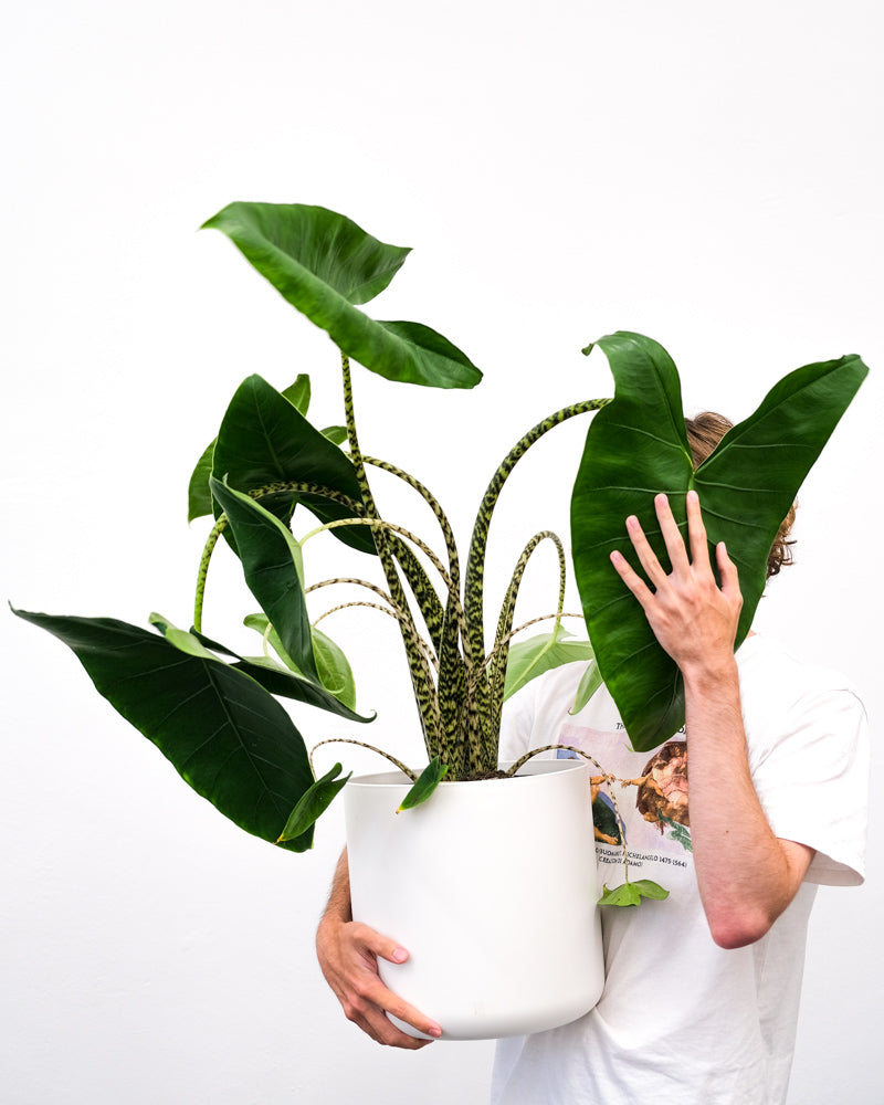 Alocasia Zebrina mit weiss-schwarz gestreiften Stielen und riesigen, herzförmigen Blättern. Ein Mann hält die Pflanze in einem weissen Übertopf und verdeckt mit einem Blatt sein Gesicht.