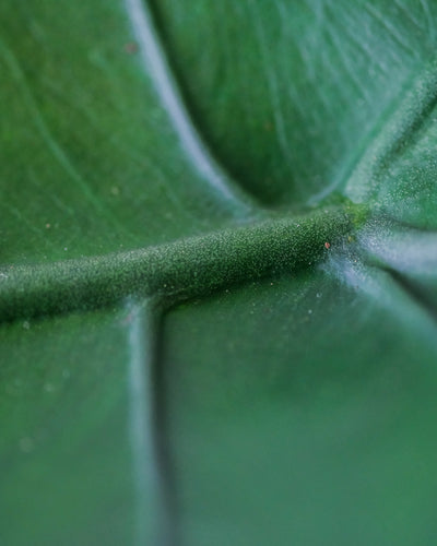 Nahaufnahme der Adern und Struktur eines grünen, gerundeten Blatts der Zwei dunkle, fast schwarze Stängel der Alocasia zebrina black bzw. des Elefantenohrs