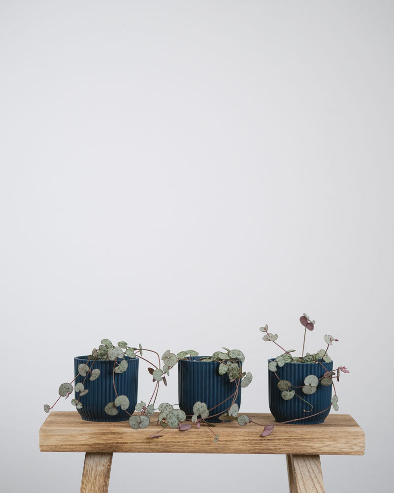 Drei Baby-Leuchterpflanzen in dunkelblauen Töpfchen stehen auf einem Stück Holz.