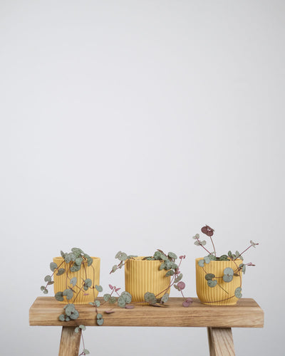 Drei Baby-Leuchterpflanzen in gelben Töpfchen stehen auf einem Stück Holz.