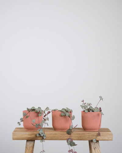 Drei Baby-Leuchterpflanzen in pinken Töpfchen stehen auf einem Stück Holz.