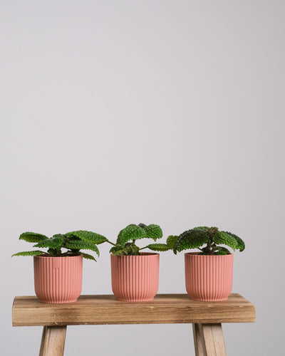 Drei Pilea-Babypflanzen in pinken Töpfchen stehen auf einem Stück Holz.