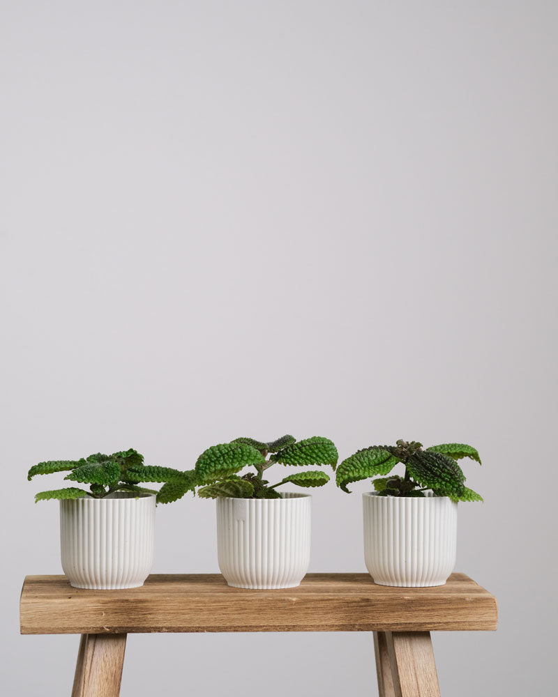 Drei Pilea-Babypflanzen in weissen Töpfchen stehen auf einem Stück Holz.