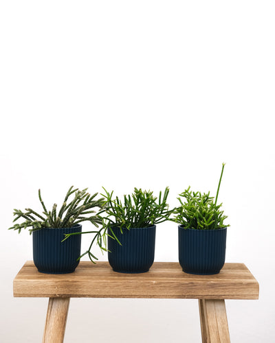 Drei Rhipsalis Babypflanzen in dunkelblauen Töpfchen.