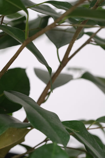Nahaufnahme der Blätter einer Birkenfeige – kleine, feine Blätter an baumartigen Ästen.