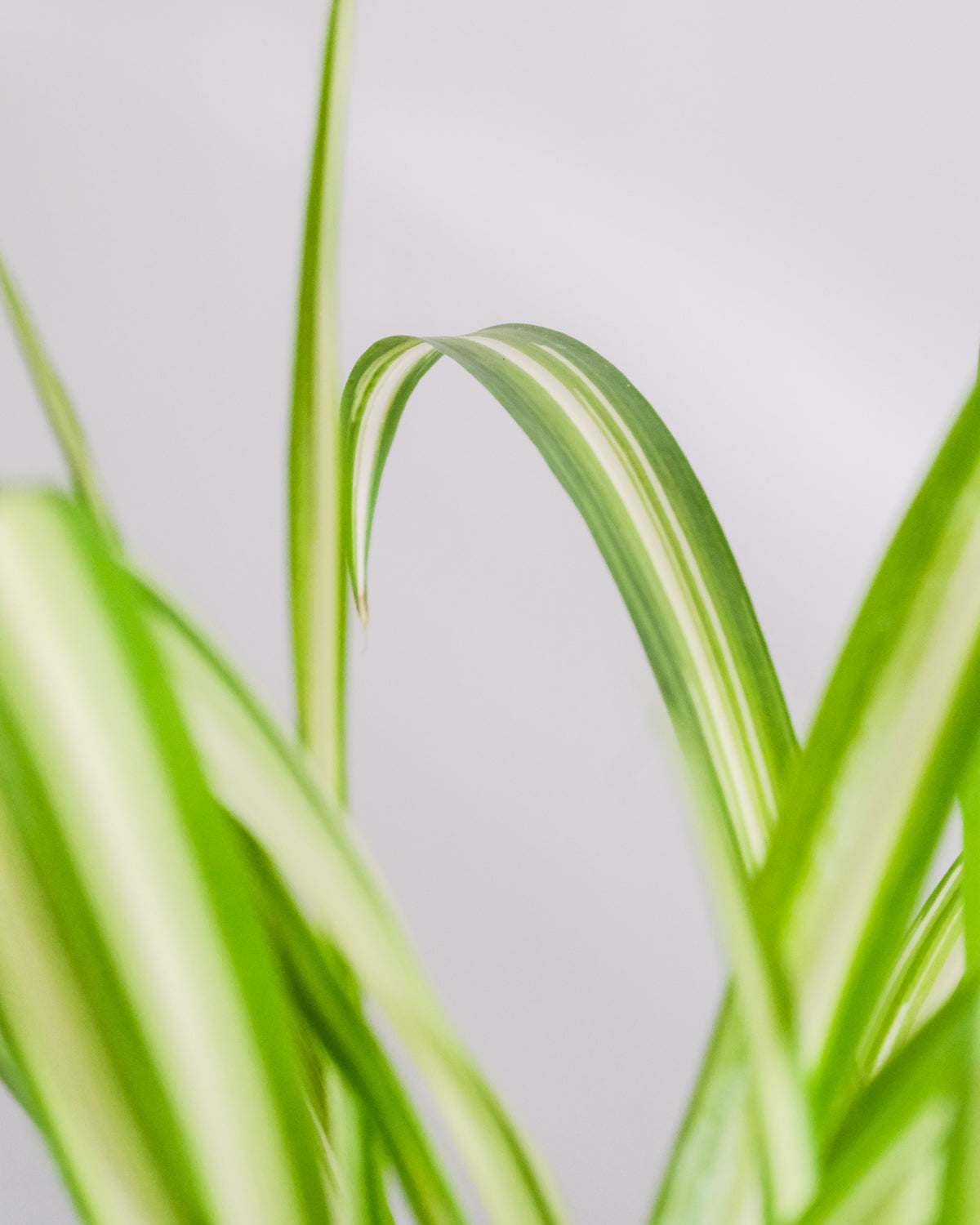 Grünlilie Detailaufnahme von Blättern