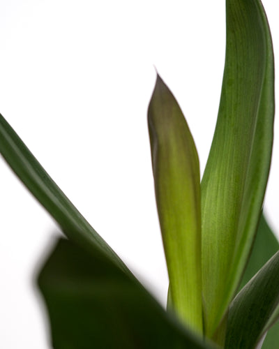 Detailaufnahme vom Blatt einer Keulenlilie