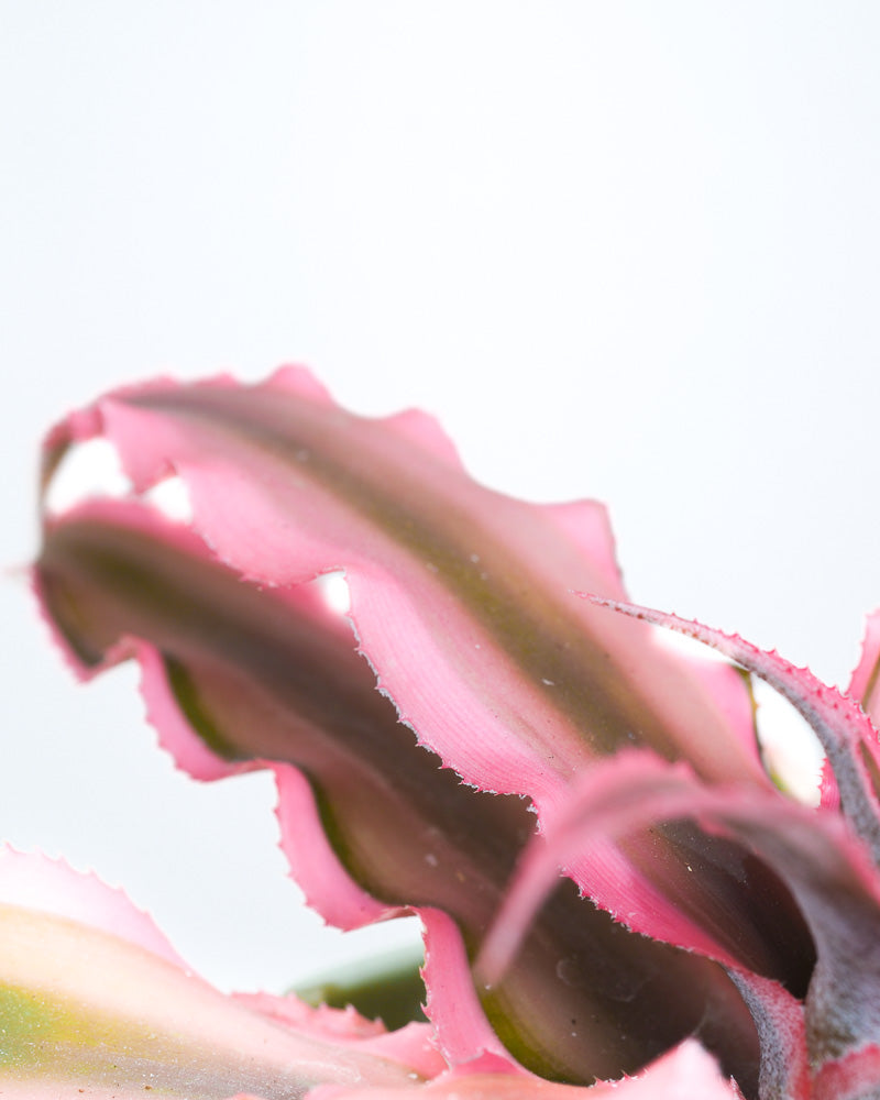 Baby Cryptanthus bivittatus Pink Star Detailshot von einem pinken Blatt