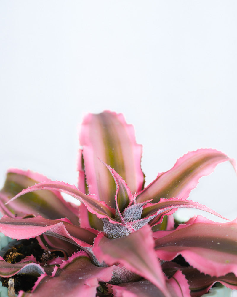 Baby Cryptanthus bivittatus Pink Star Detailshot der Pflanze