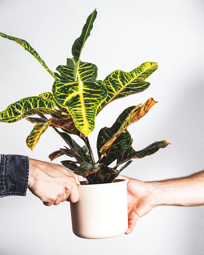 Eine kräftige Hand übergibt eine Zimmerpflanze mit dem Namen Wunderstrauch in einem weissen Blumentopf.
