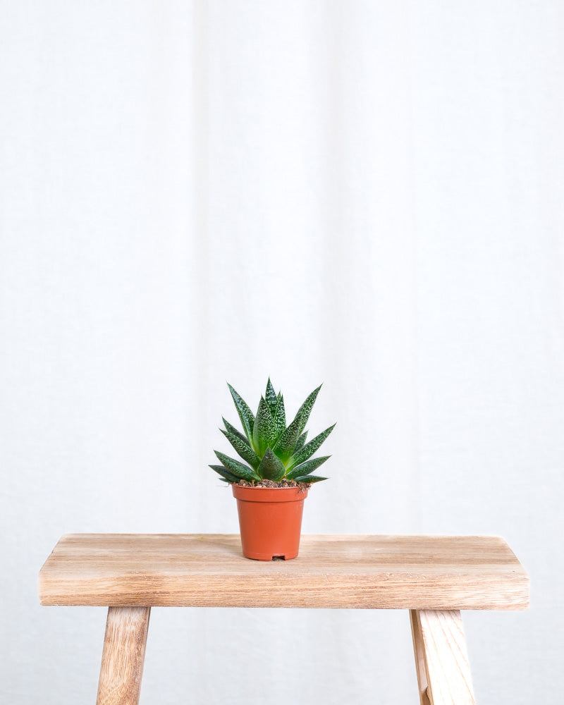 Baby Gasteria ‘Flow’ ohne Übertöpfchen