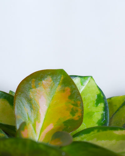 Baby Hoya carnosa tricolor Detailaufnahme eines Blattes