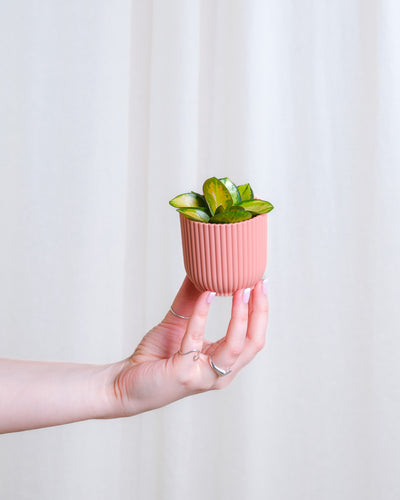 Baby Hoya carnosa tricolor in rosa Übertopf wird von einer Hand von links ins Bild gehalten 