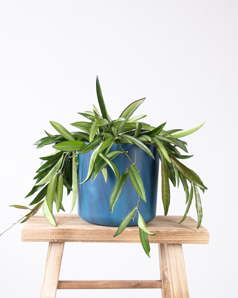 Die Pflanze Hoya Wayetii, mit dem dunkelblauen Ocean Übertopf, steht auf einem Holzschemmel