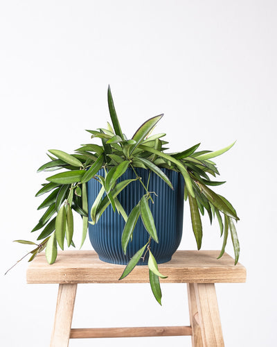 Die Pflanze Hoya Wayetii, mit einem dunkelblauen Übertopf, steht auf einem Holzschemmel