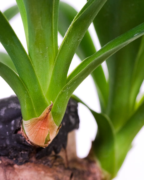 Kleine Yucca