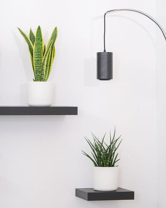 Eine grosse Pflanzenlampe und zwei Zimmerpflanzen in weissen Töpfe