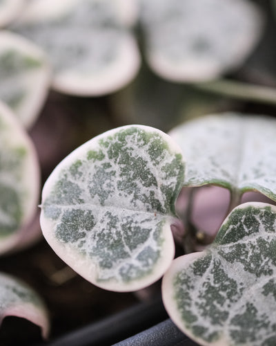 Weiss umrandete, herzförmige Blätter der Leuchterpflanze weiss